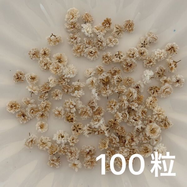 ブラウン系 かすみ草ドライフラワー100粒