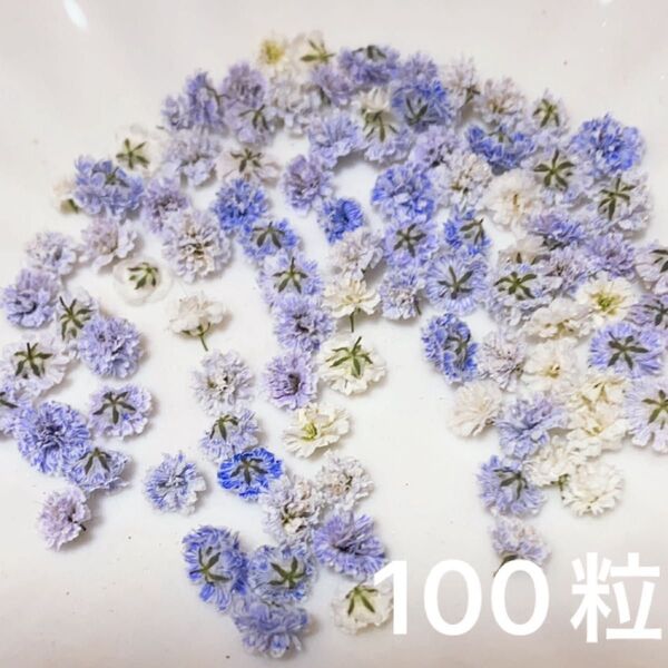 (01)かすみ草ドライフラワー100粒
