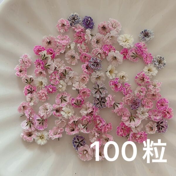 ピンク系 かすみ草ドライフラワー100粒