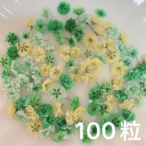 グリーン系 かすみ草ドライフラワー100粒