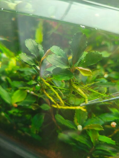 水中葉 ブセファランドラsp 無農薬 ハデス