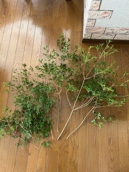 ドウダンツツジ 切り枝 約80cm