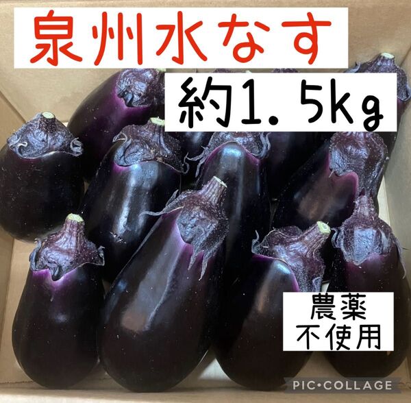 大阪泉州水なす 水茄子 約1.5kg