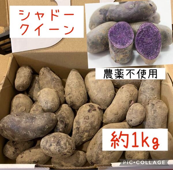 新じゃがいも シャドークイーン 新じゃが 約1kg