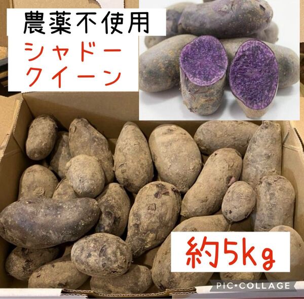 新じゃがいも シャドークイーン 新じゃが 約5kg