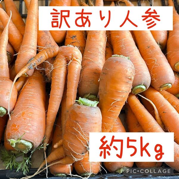 訳あり 人参 約5kg