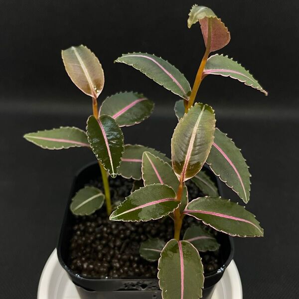 ラビシア/Labisia sp.Pumila /3株