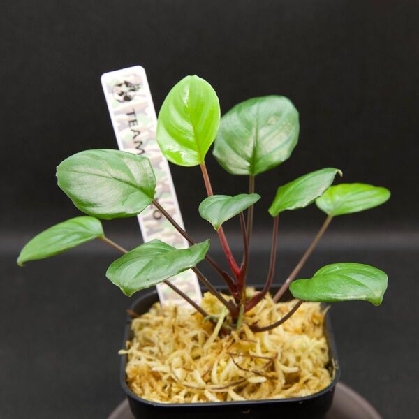 ホマロメナ/Homalomena terajaensis“Labi”Green Brunei ①
