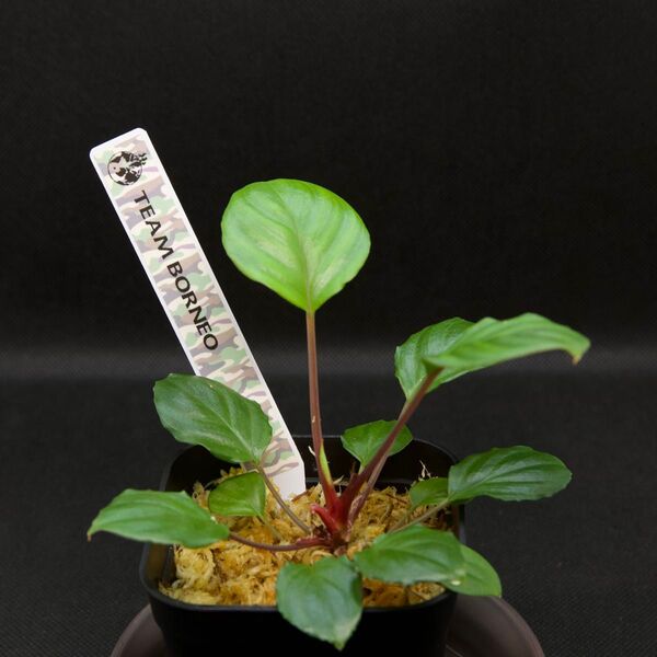 ホマロメナ/Homalomena terajaensis“Labi”Green Brunei ③