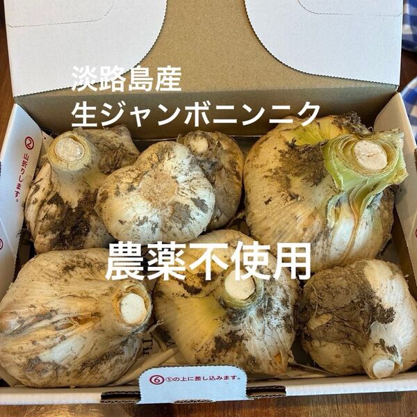 淡路島産ジャンボニンニク 農薬不使用栽培 箱込み約1.4キロ 生ニンニク ホクホク 無農薬 安心安全
