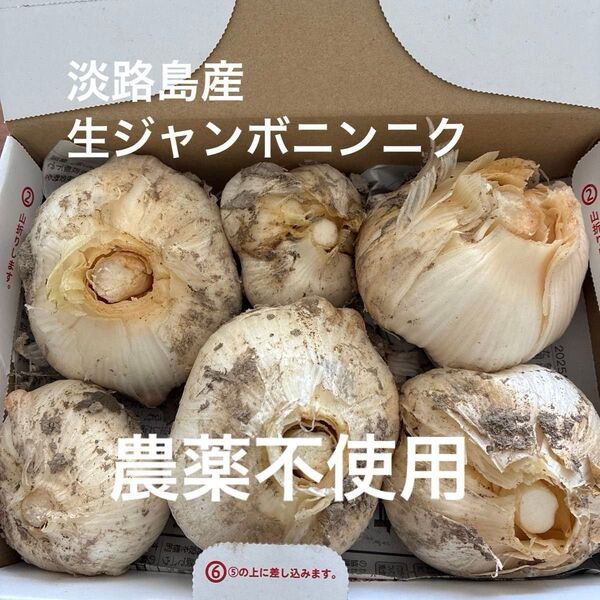 淡路島産ジャンボニンニク 農薬不使用栽培 箱込み約1.4キロ 生ニンニク ホクホク 無農薬 安心安全