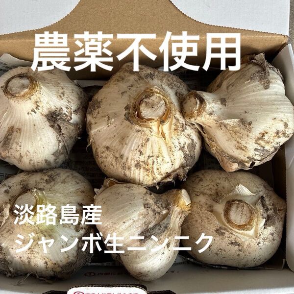 淡路島産ジャンボニンニク 農薬不使用栽培 箱込み約1.4キロ 生ニンニク ホクホク 無農薬 安心安全