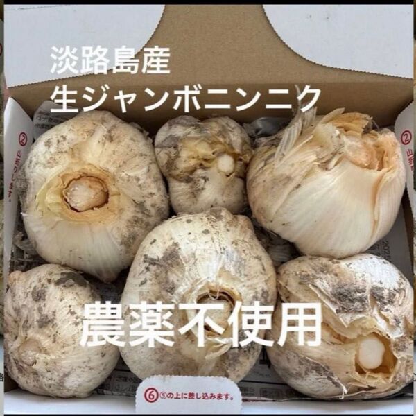 淡路島産ジャンボニンニク 農薬不使用栽培 箱込み約1.4キロ 生ニンニク ホクホク 無農薬 安心安全 再出品可能