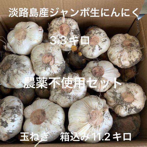 農薬不使用セット 約14.5キロ 淡路島産ジャンボ生にんにく3.3キロ ナカテターザン11.2キロ箱込み ナカテ サイズはバラバラ