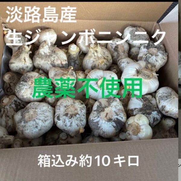 淡路島産ジャンボニンニク 農薬不使用栽培 箱込み約10キロ 生ニンニク ホクホク 24時間カウントダウン再出品できます^_^