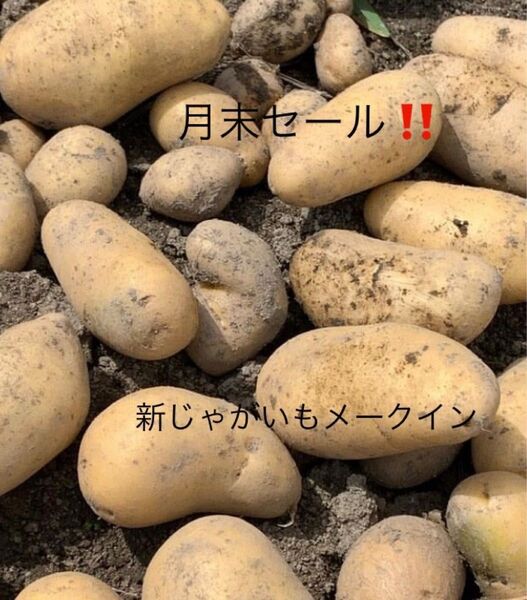 月末セール!新ジャガイモメークイン 無農薬栽培 10㎏