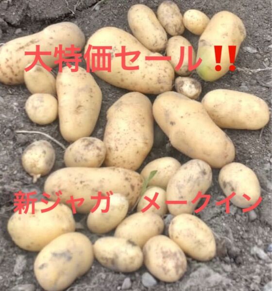 大特価セール! 新ジャガイモ メークイン 無農薬 熊本県宇城市産