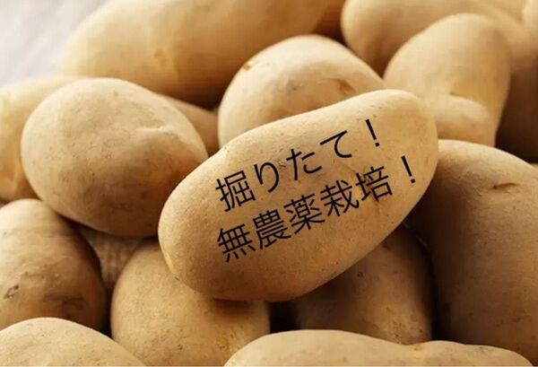 無農薬栽培 新ジャガイモ メークイン Sサイズ 10㎏