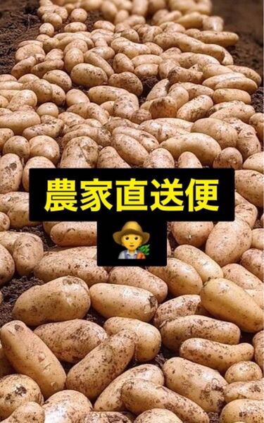 新ジャガイモ メークイン 10㎏ 無農薬栽培