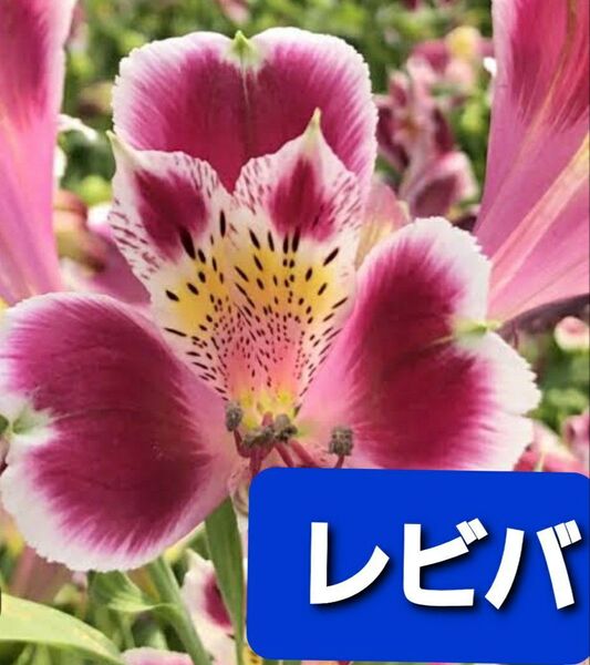 アルストロメリア 球根