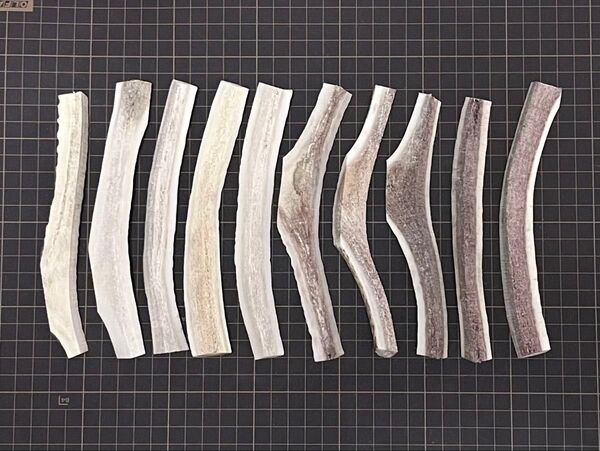 2025-043 四つ割10本(16cm)☆蝦夷鹿☆鹿の角☆シカ☆エゾシカ☆犬のおもちゃ