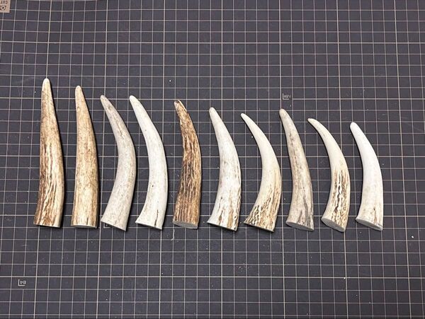 2025-025 先端角10本セット☆蝦夷鹿☆鹿の角☆シカ☆エゾシカ☆工作素材