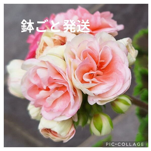 値下げ中 鉢ごと発送 八重咲きゼラニウム ロザリア 苗1株⑲