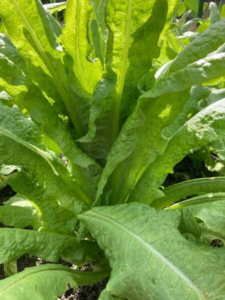 家庭菜園で栽培した無農薬の茎レタスです。シャキシャキとした歯ごたえがあり、食感が抜群です。葉っぱも栄養価が高いです。値下がりします