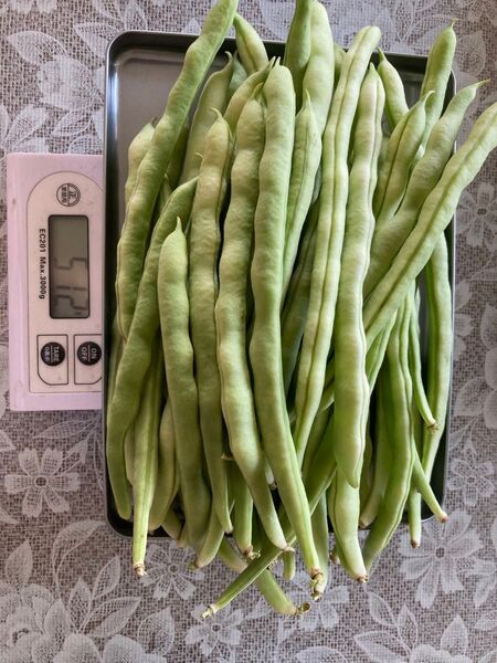 採れたてインゲン 512g。無農薬で栽培したインゲン豆。
