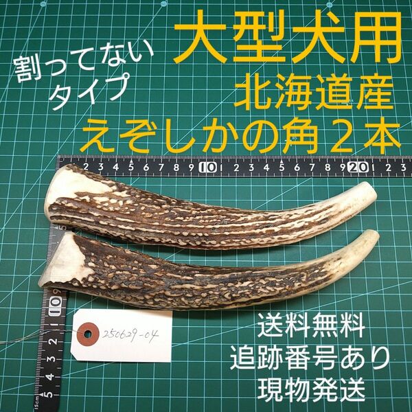 えぞ鹿の角 2本 大型犬用 250629-04 愛犬のおもちゃ