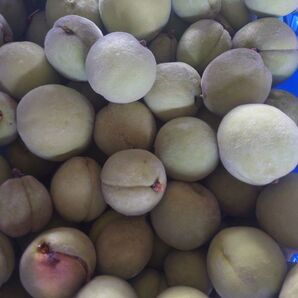 若桃 加工用 摘果桃 箱込約5kg