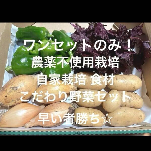 農薬不使用栽培 自家栽培 野菜詰め合わせ 野菜セット 日替わり 無農薬野菜☆