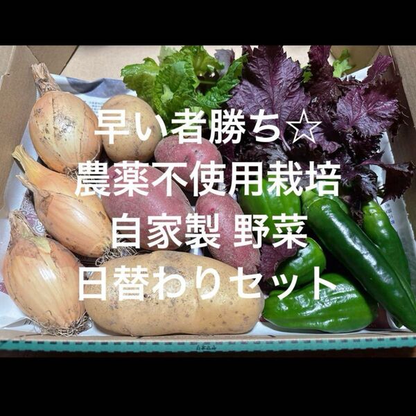 農薬不使用栽培 自家栽培 野菜詰め合わせ 無農薬野菜セット 日替わり☆