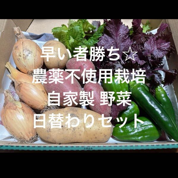 農薬不使用 自家栽培 無農薬野菜 野菜セット コンパクト 野菜詰め合わせ☆