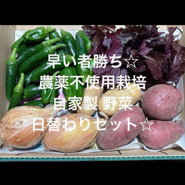 農薬不使用栽培 自家栽培 野菜詰め合わせ 無農薬野菜 野菜セット