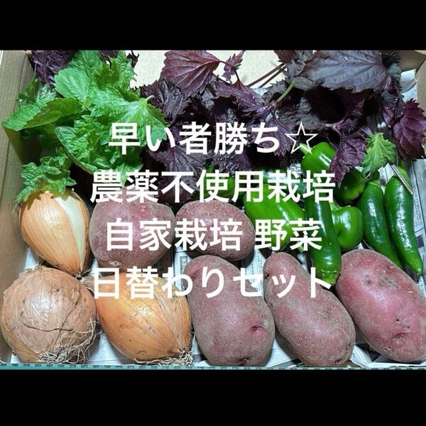 農薬不使用栽培 自家栽培 野菜詰め合わせ 無農薬野菜セット 夏野菜☆