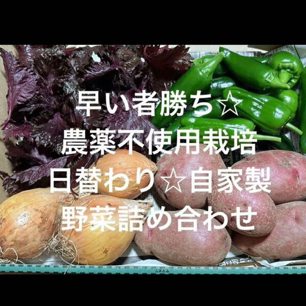 農薬不使用栽培 自家栽培 野菜詰め合わせ 無農薬野菜セット 夏野菜