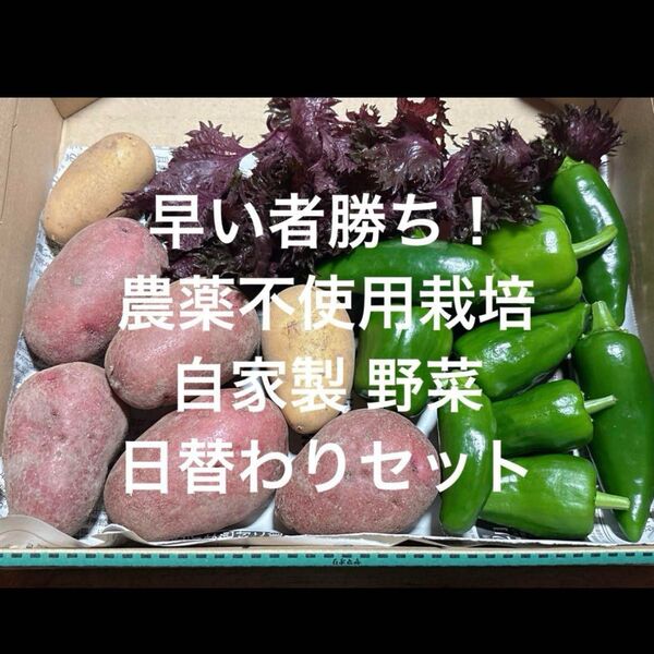 農薬不使用栽培 自家栽培 野菜詰め合わせ 無農薬野菜セット★ 夏野菜★