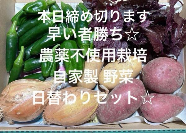 早い者勝ち☆ 農薬不使用栽培 自家栽培 野菜詰め合わせ 無農薬野菜 野菜セット
