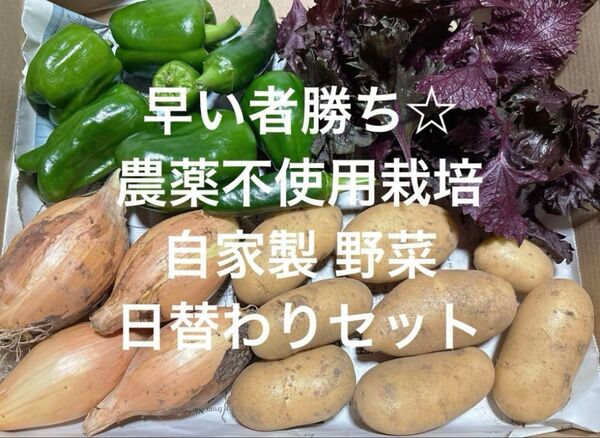 農薬不使用栽培 自家栽培 野菜詰め合わせ 野菜セット 無農薬 夏野菜☆