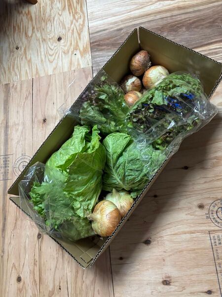 春キャベツ、レタス、玉ねぎ、野菜詰め合わせセット 島根県産