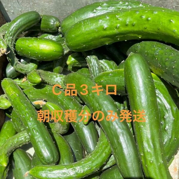 訳あり 3キロ きゅうり 7キロ 農家直送 新鮮野菜 キュウリ 胡瓜 宮崎県産
