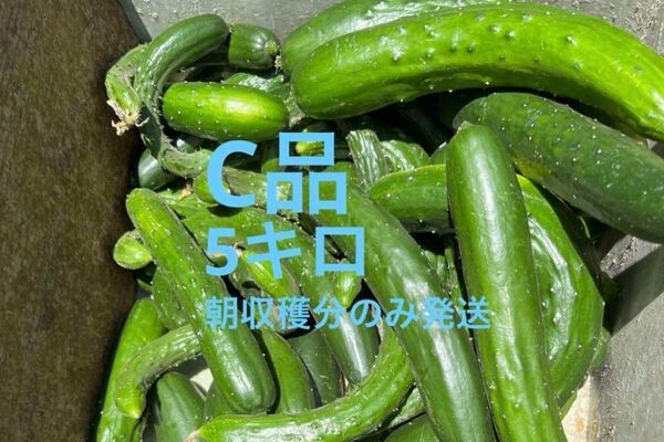 訳あり 5キロ きゅうり 農家直送 新鮮野菜 キュウリ 胡瓜 宮崎県産
