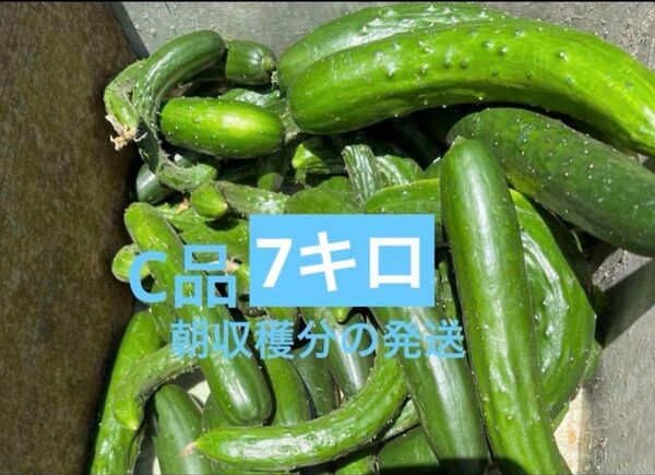 訳あり 7キロ きゅうり 農家直送 新鮮野菜 キュウリ 胡瓜 宮崎県産