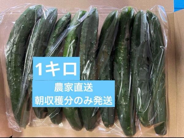 きゅうり 1キロ 1kg 胡瓜 キュウリ 宮崎県産 新鮮野菜 サプリ ダイエット