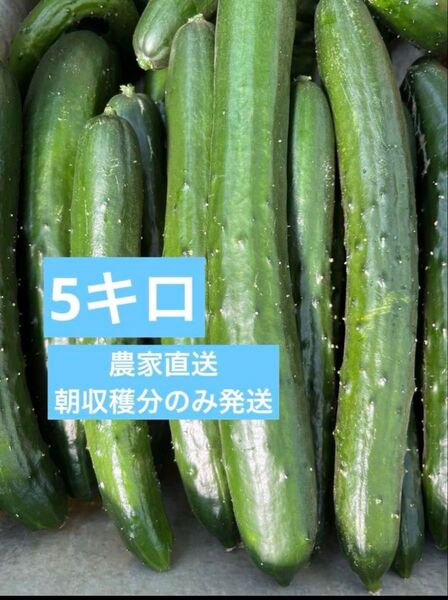 きゅうり 5kg 5キロ 農家直送 宮崎県産 キュウリ 胡瓜