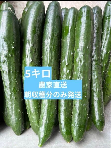 きゅうり 5キロ 農家直送 新鮮野菜 キュウリ 胡瓜 宮崎県産