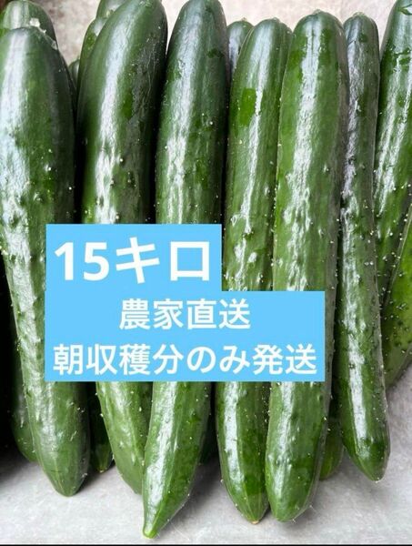 きゅうり 15キロ 15kg 農家直送 新鮮野菜 キュウリ 胡瓜 宮崎県産