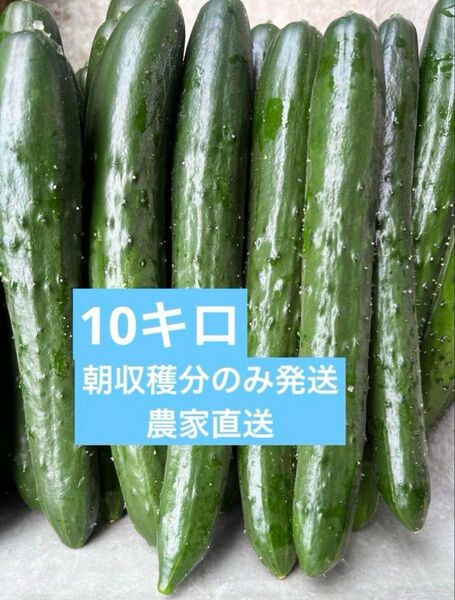 きゅうり 10キロ 10kg 農家直送 新鮮野菜 キュウリ 胡瓜 宮崎県産
