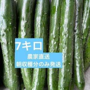 きゅうり 7キロ 農家直送 新鮮野菜 キュウリ 胡瓜 宮崎県産